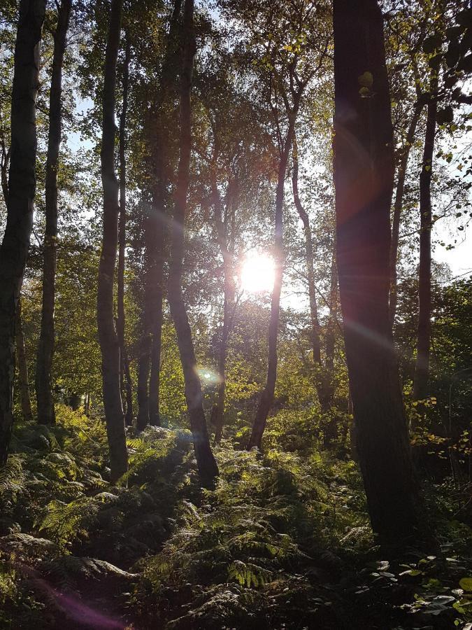 Gelbensande Sonnenstrahl Im Kuestenwald מראה חיצוני תמונה